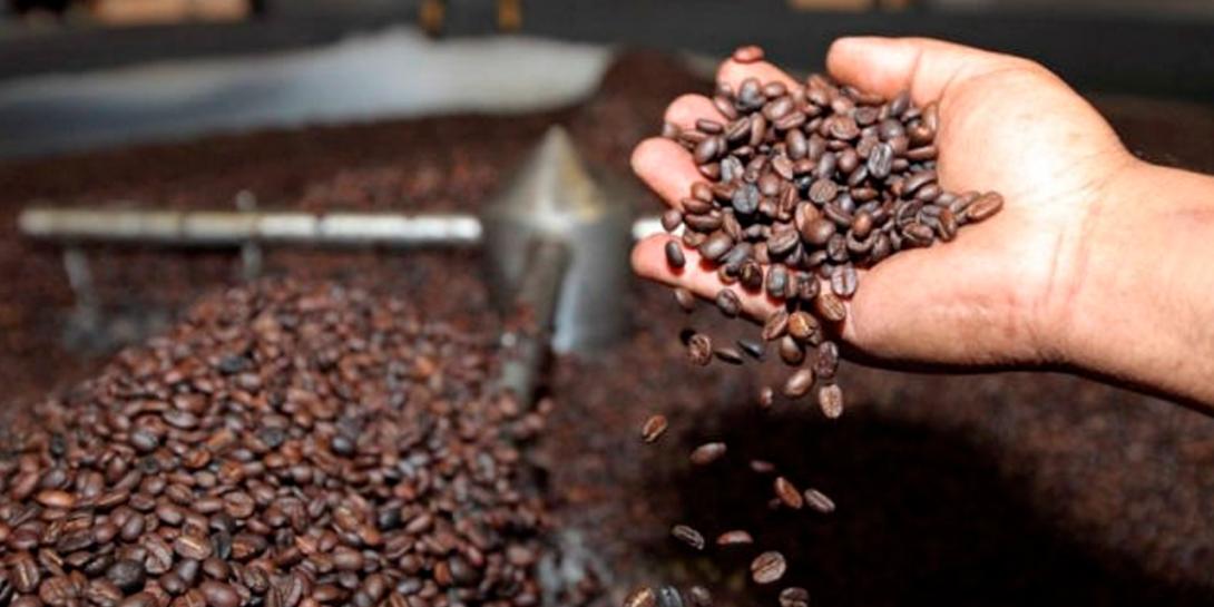 Café boliviano gana terreno en el mercado internacional: EE.UU, Bélgica y Francia lideran la demanda